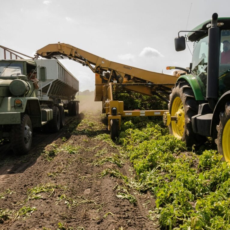 A tractor and truck collaborate in harvesting crops on a sunny farm field.